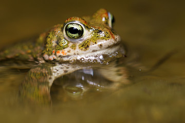 Crapaud calamite dans l'eau, bufo calamita, mâle
