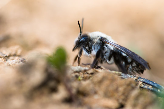 Andr&egrave;ne vague, abeille sauvage