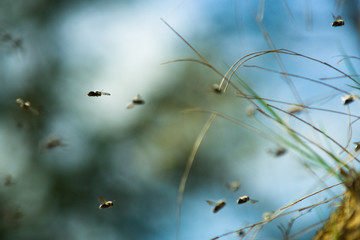 Andrène vague, abeille sauvage