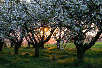 Mirabelliers, Prunus domestica syriaca