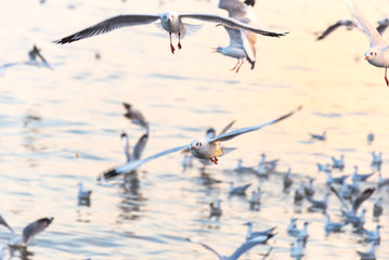Seagulls flying above the sea