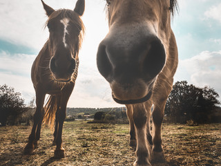 Horses looking curious at the camera that photographs them