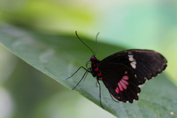 Fototapeta na wymiar Papillon exotique noir, rouge et blanc