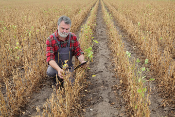 Farmer or agronomist examining soybean plant in field, using tablet,  ready for harvest after...