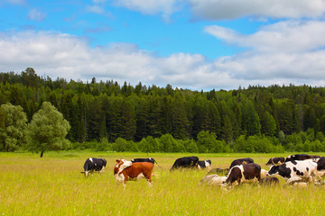 Traditional rural farmyard. Pets in the village
