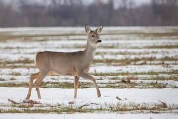 Roe deer Capreolus capreolus in winter. Roe deer doe walking on melting snow. Wild animal in natural habitat.