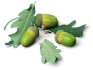 Acorns and Oak Leaves