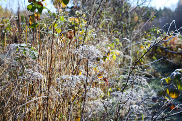 First frost in autumn park. Early morning in november.