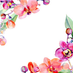 Wildflower orchid flower in a watercolor style isolated. Full name of the plant: orchid. Aquarelle wild flower for background, texture, wrapper pattern, frame or border.