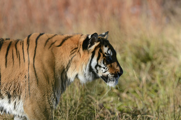 Tiger looking for food 