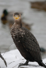 Double-crested Cormorant