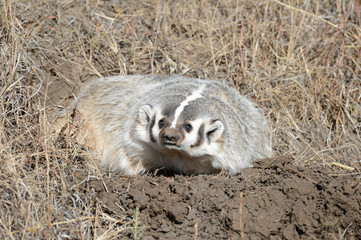 Naklejka premium badger in dirt