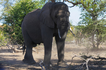 bull elephant in national park botswana