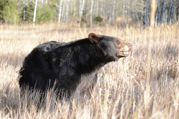 close up of black bear in grass 