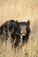 Fototapeta premium Black bear in woods