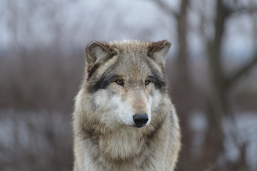 wolf head close up