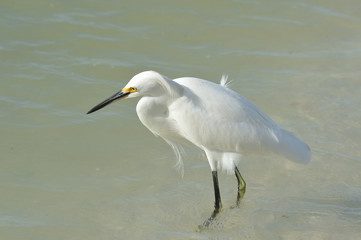 Egret looking for food 