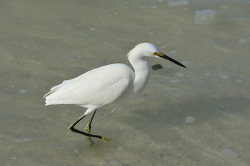 Egret in ocean 