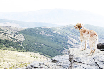 gun-dog brittany spaniel standing on the edge of a steep terrain on alert watching a valley and mountains