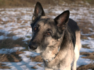 Dog With Curious Look