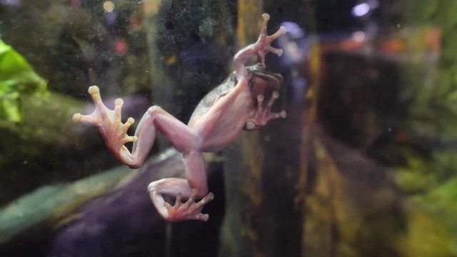 Tropical Green Frog In An Aquarium. Close up underwater of an African Frog. Frog stuck to the glass in the aquarium