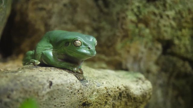 Green tree frog sleep on the stone. Frog sleeping in an aquarium at the zoo, the frog humbly sleeping