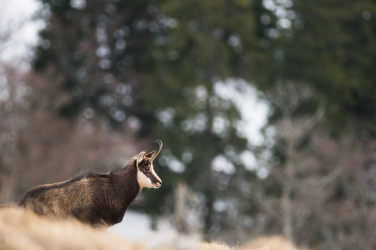 Chamois ,Rupicapra rupicapra