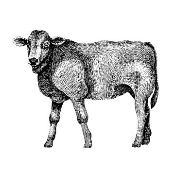 Cow. Hand drawn illustration of beautiful black and white animal. Line art drawing in vintage style. Realistic image.