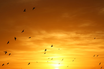 Background of colorful sky concept: Dramatic sunset with twilight color sky and clouds, birds in the horizon.