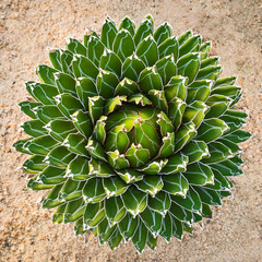 Queen Victoria Agave.