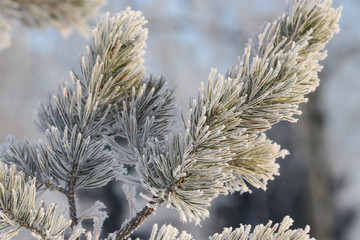 Fluffy pine branches covered with hoarfrost