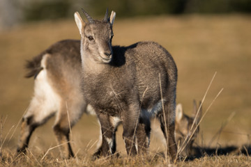 Naklejka na ściany i meble Bouquetin (cabri) Capra ibex