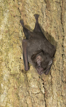 Seba's Short-tailed Bat