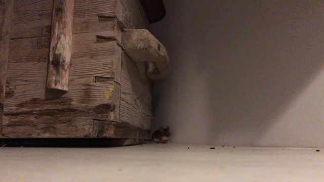 Small mouse running around and hiding behind wooden box.
