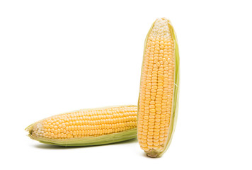 Corn cobs isolated