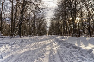 skier in the snow in the winter forest