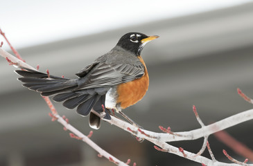 The American robin (Turdus migratorius)