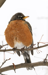 The American robin (Turdus migratorius) close up