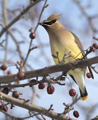 Cedar waxwing on the crabapples tree