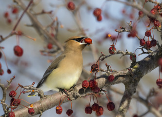 Cedar waxwing with crabapple