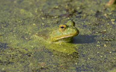  American bullfrog (Lithobates catesbeianus)