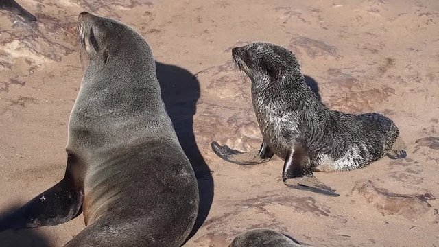 Namibia - Cape Cross - S&uuml;dafrikanischer Seeb&auml;r