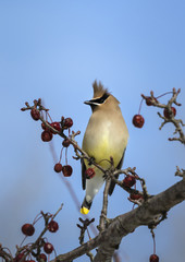 Cedar waxwing on the crabapples tree