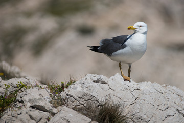 Goéland leucophée, Larus michahellis, posé sur un rocher au bord de la mer méditérannée