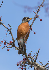 The American robin (Turdus migratorius)
