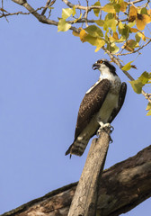 The osprey (Pandion haliaetus) perched on tree branch