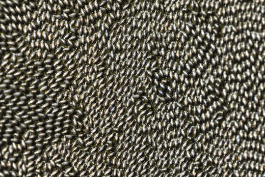 Swarming of whirligig beetles (family Gyrinida) on river water surface, Wyalusing State Park, Wisconsin, USA