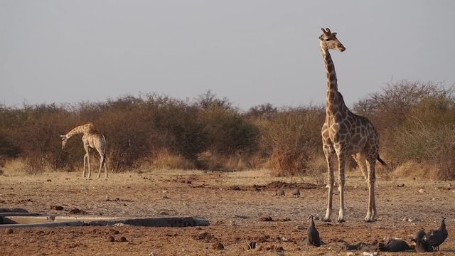 Namibia - Etoscha Nationalpark - Giraffe