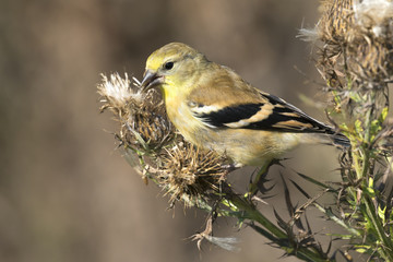 Feeding American Goldfinch, Female