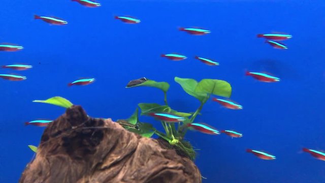 Aquarium with neon tetra fishes and bright blue background.